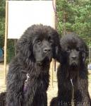 Превью фото № 9873