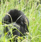 Превью фото № 98754