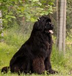 Превью фото № 98970