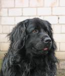 Превью фото № 990