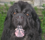 Превью фото № 99031