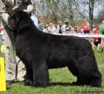 Превью фото № 99079