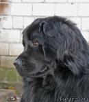 Превью фото № 991