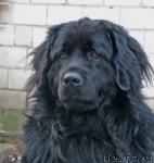 Превью фото № 992