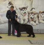 Превью фото № 99444