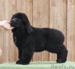 Превью фото № 99853